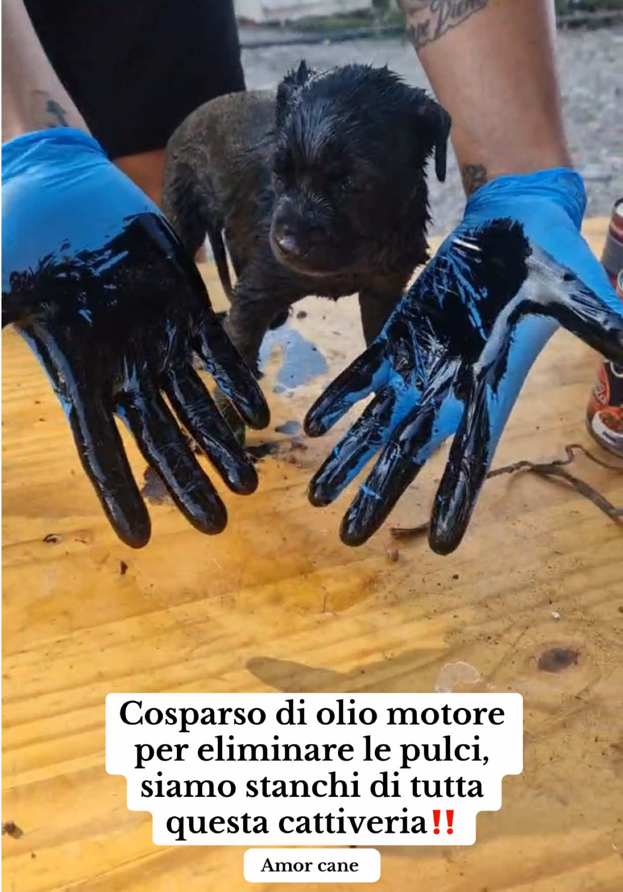 @Amor cane