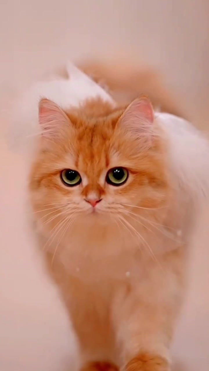 @ourpetsfriends