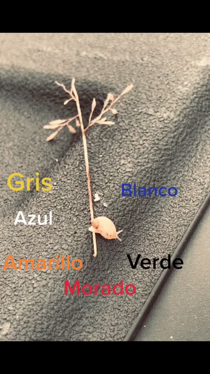 @Ara