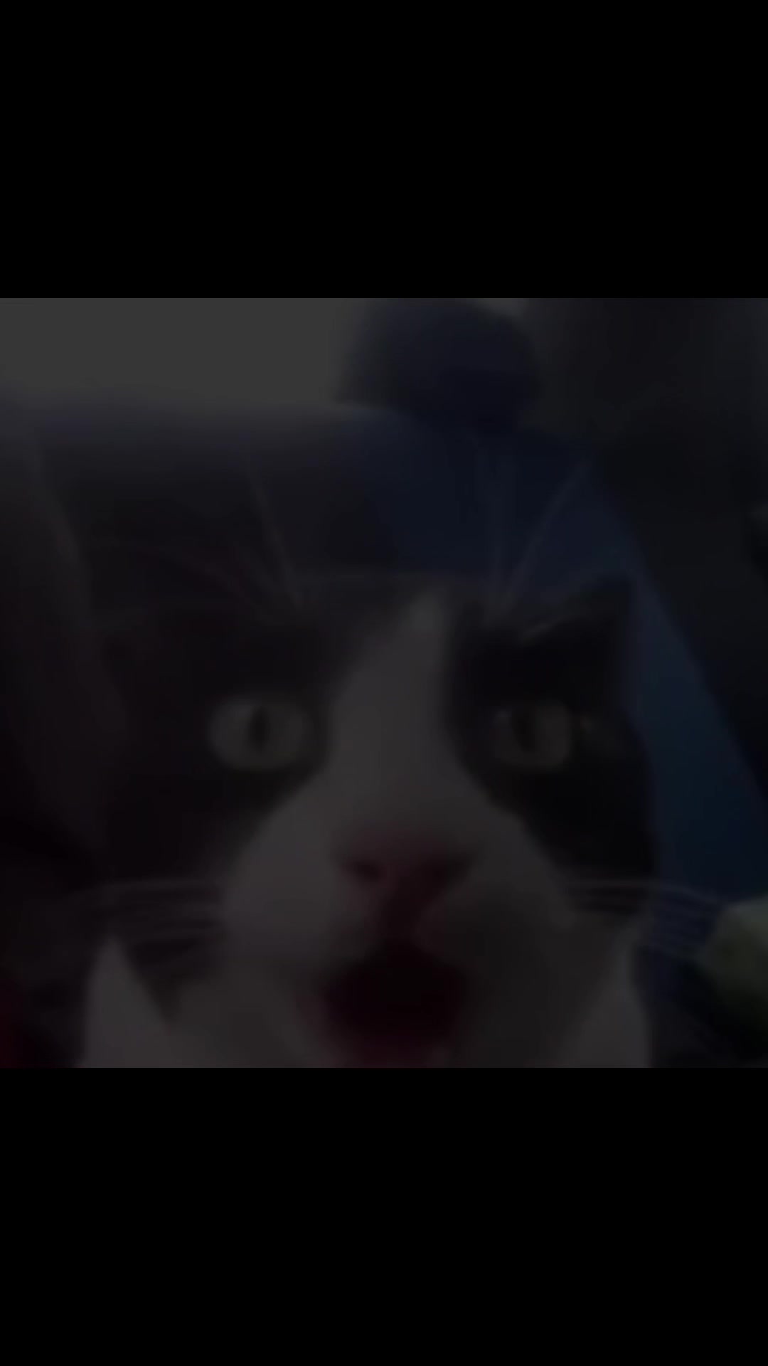 @catdingaling