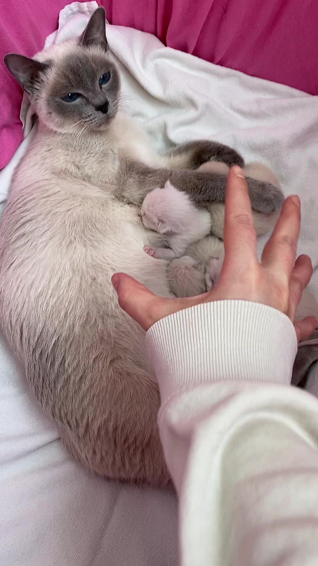 @TugbasCats