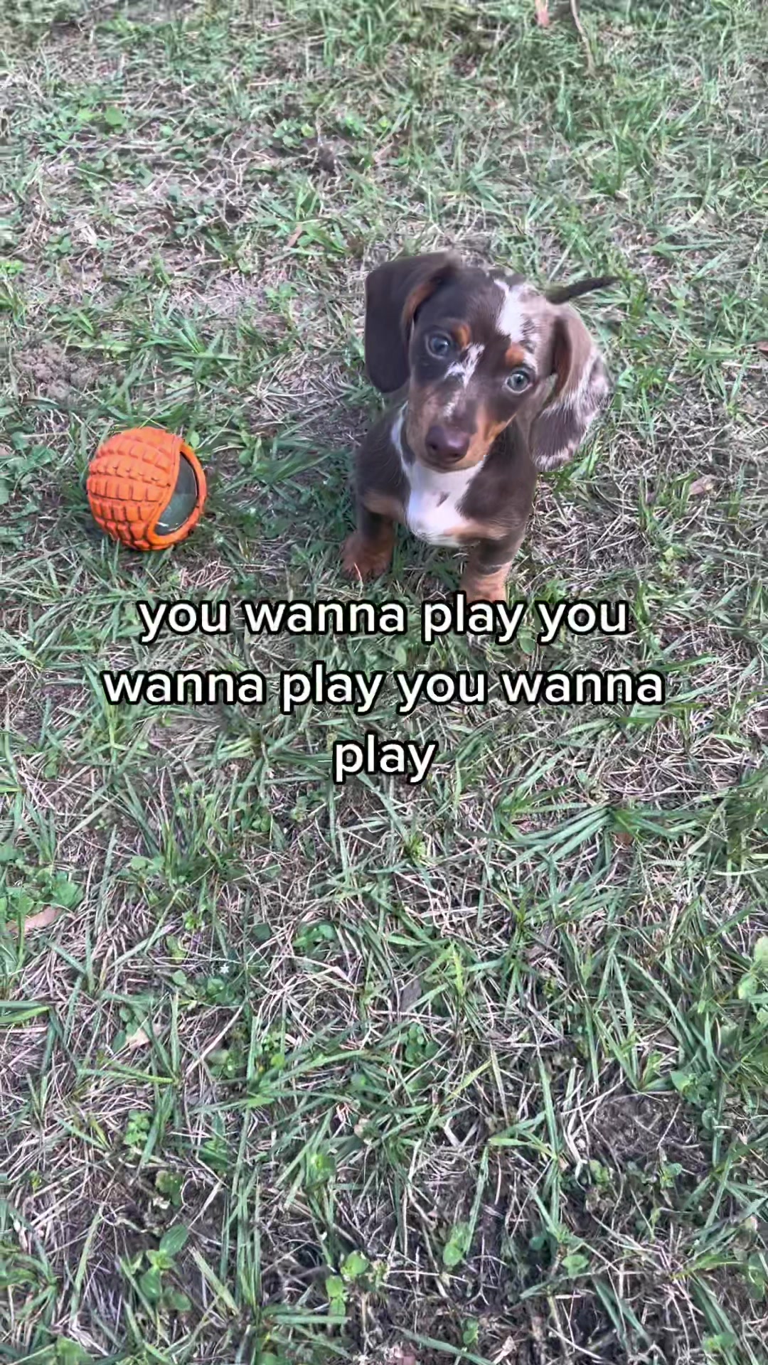 @Ginger The Mini