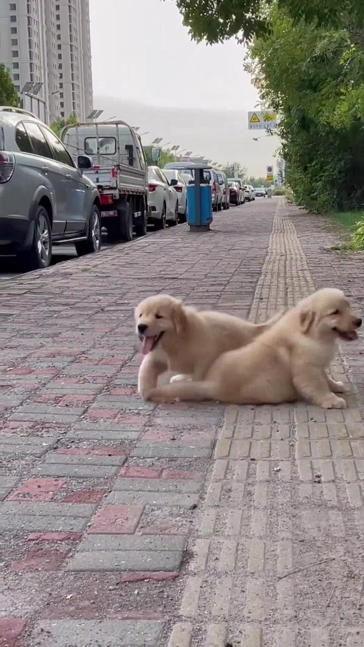 @vdogtv