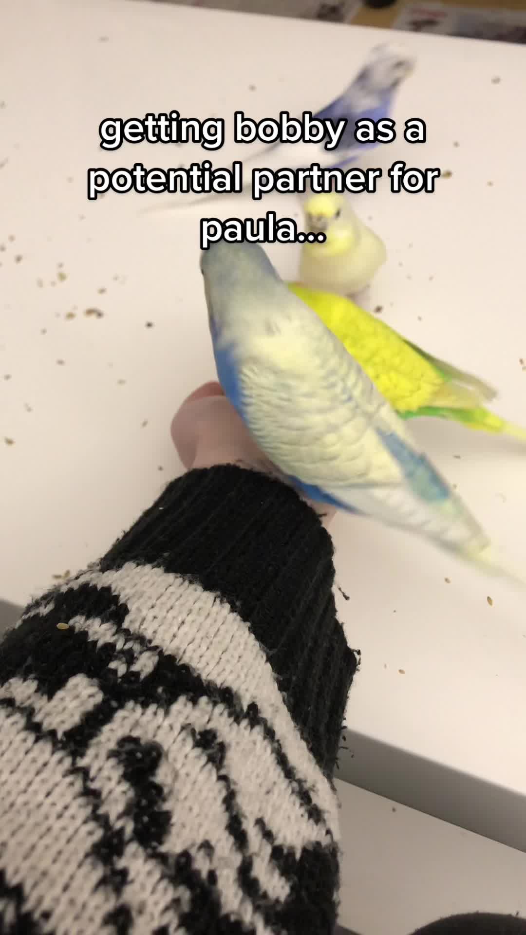 @Lisa‘s Pets