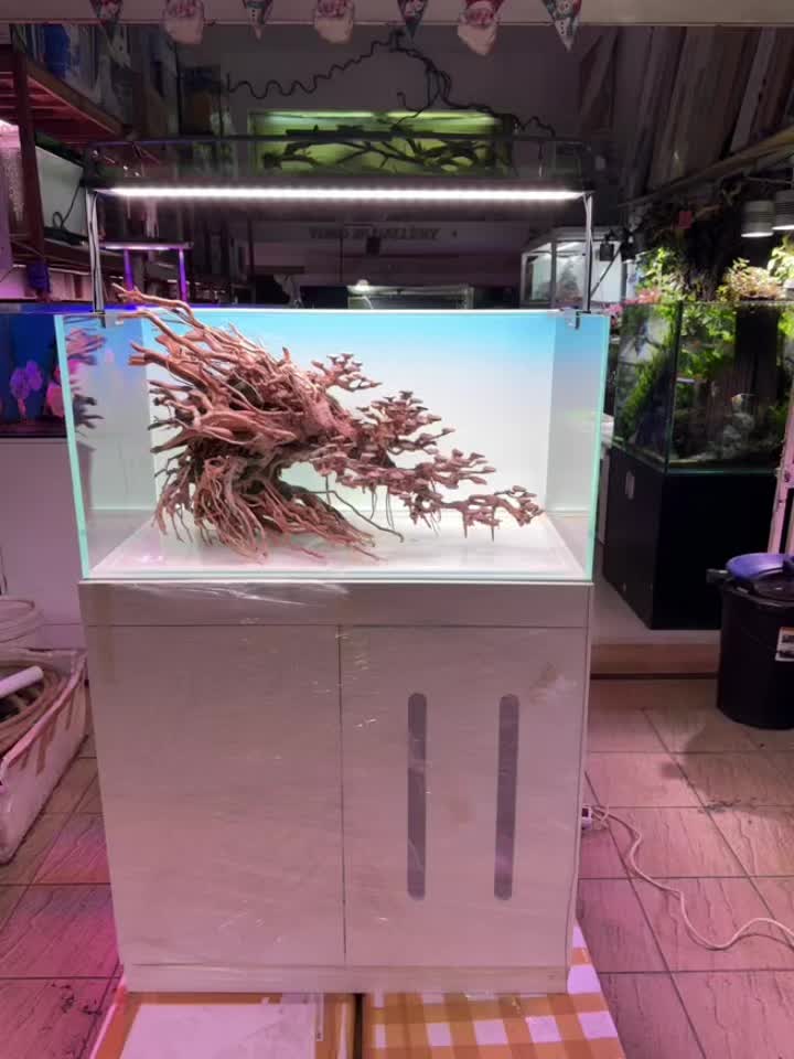 @Yoko JP Aqurium