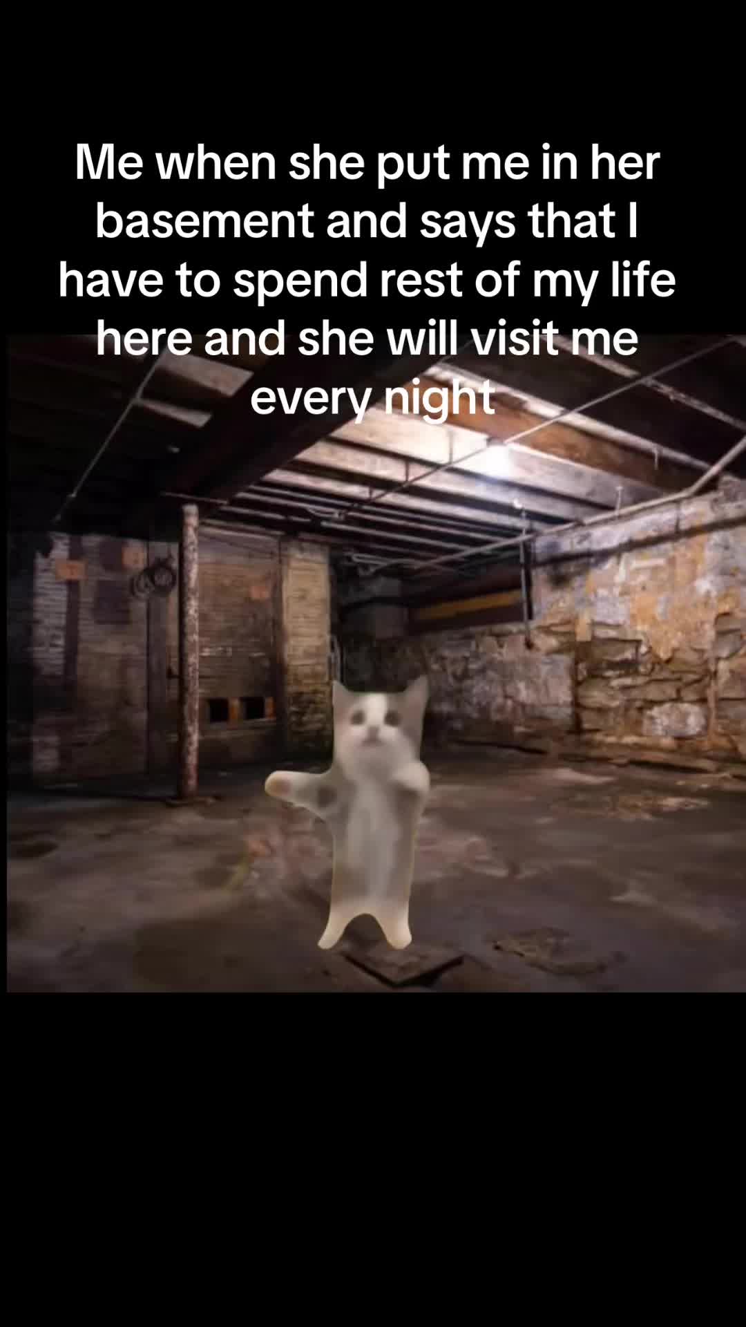 @Cat Memes