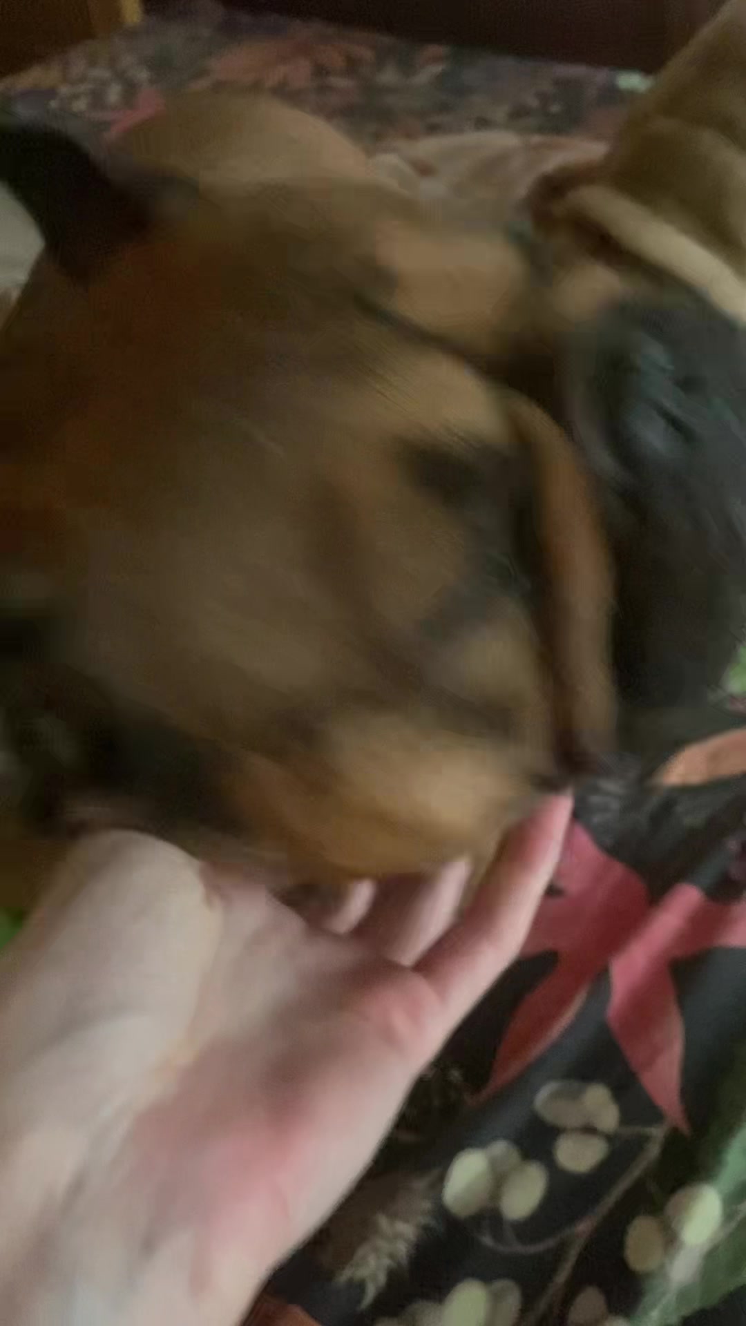 @_holly_bulls_