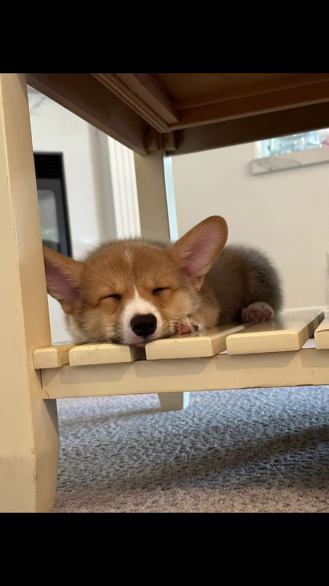 @CorgiMonty