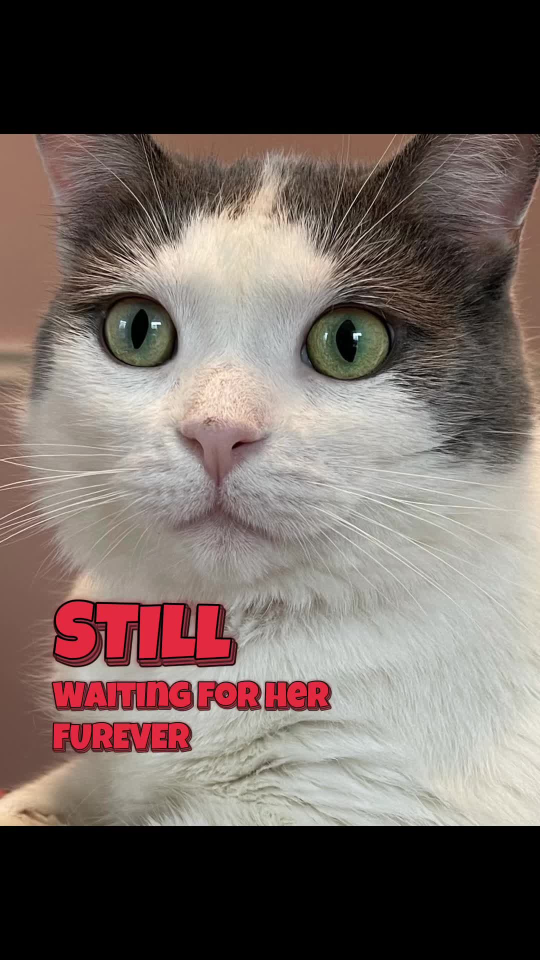 @North Toronto Cat Rescue