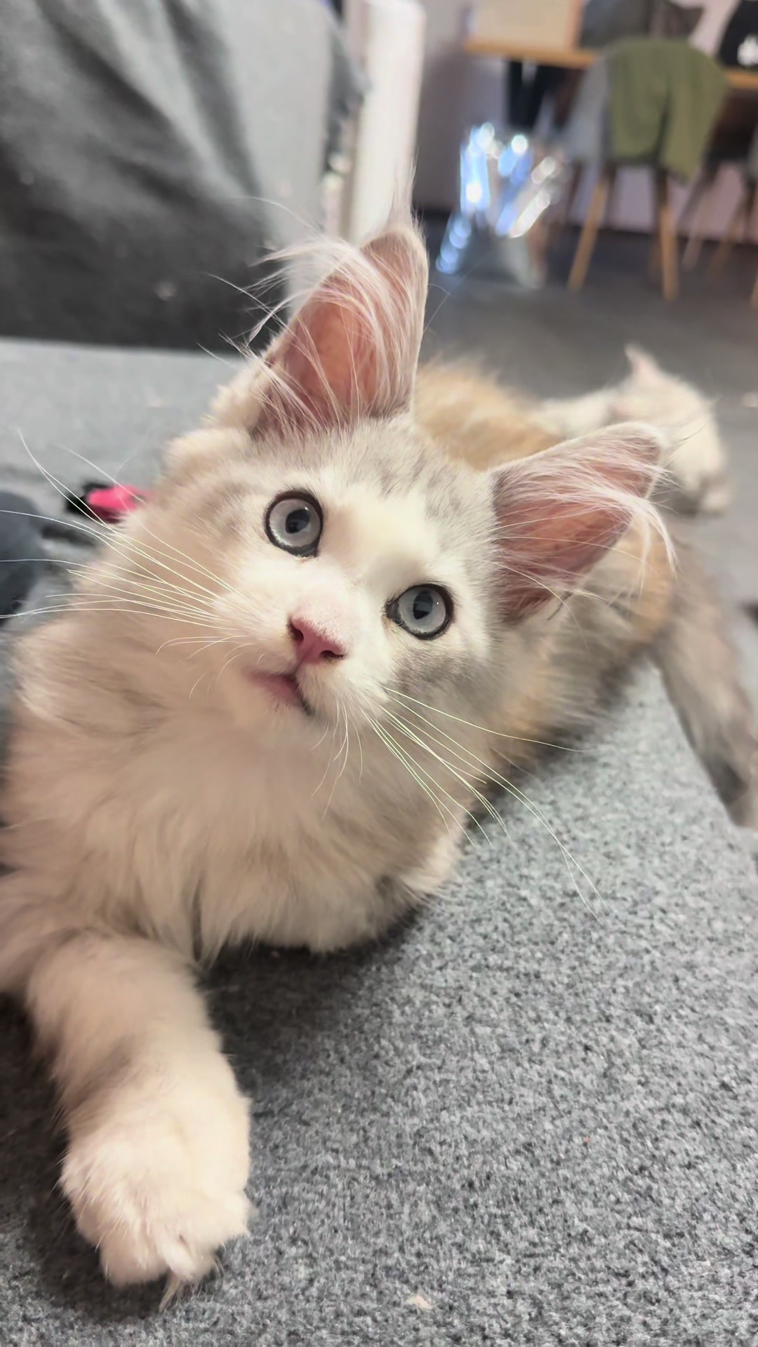 @WilderRegenbogenMaineCoon