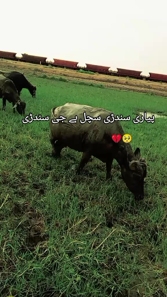 @Ali