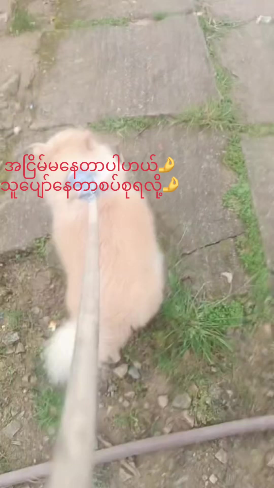 @Aye Aye Aung🌿