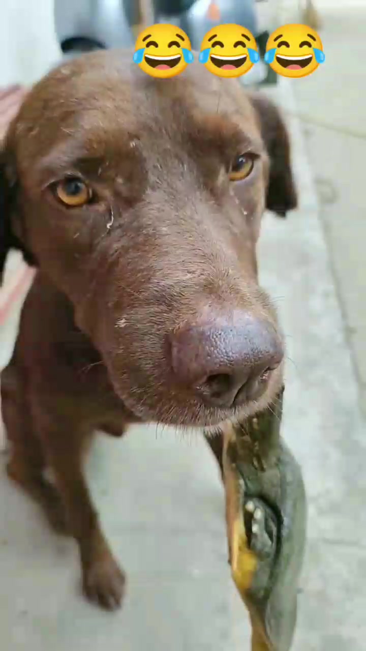 @funnypets818