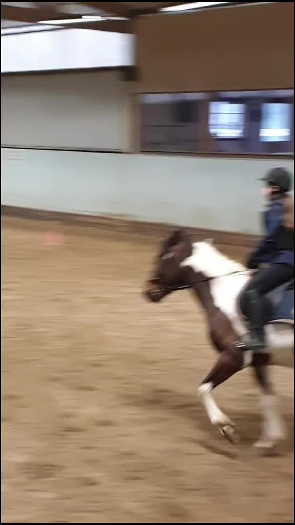 @•Equestrians•