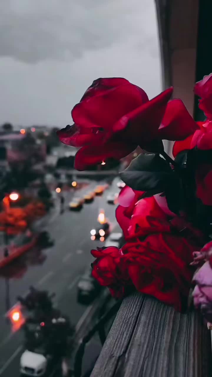 @Rusubianca00⚡️
