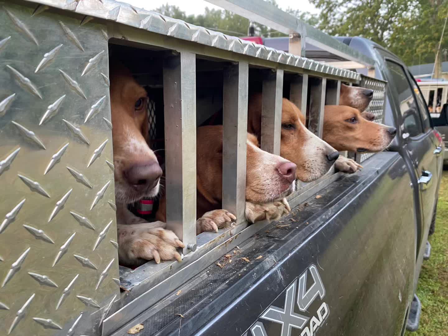@Under the fence kennels