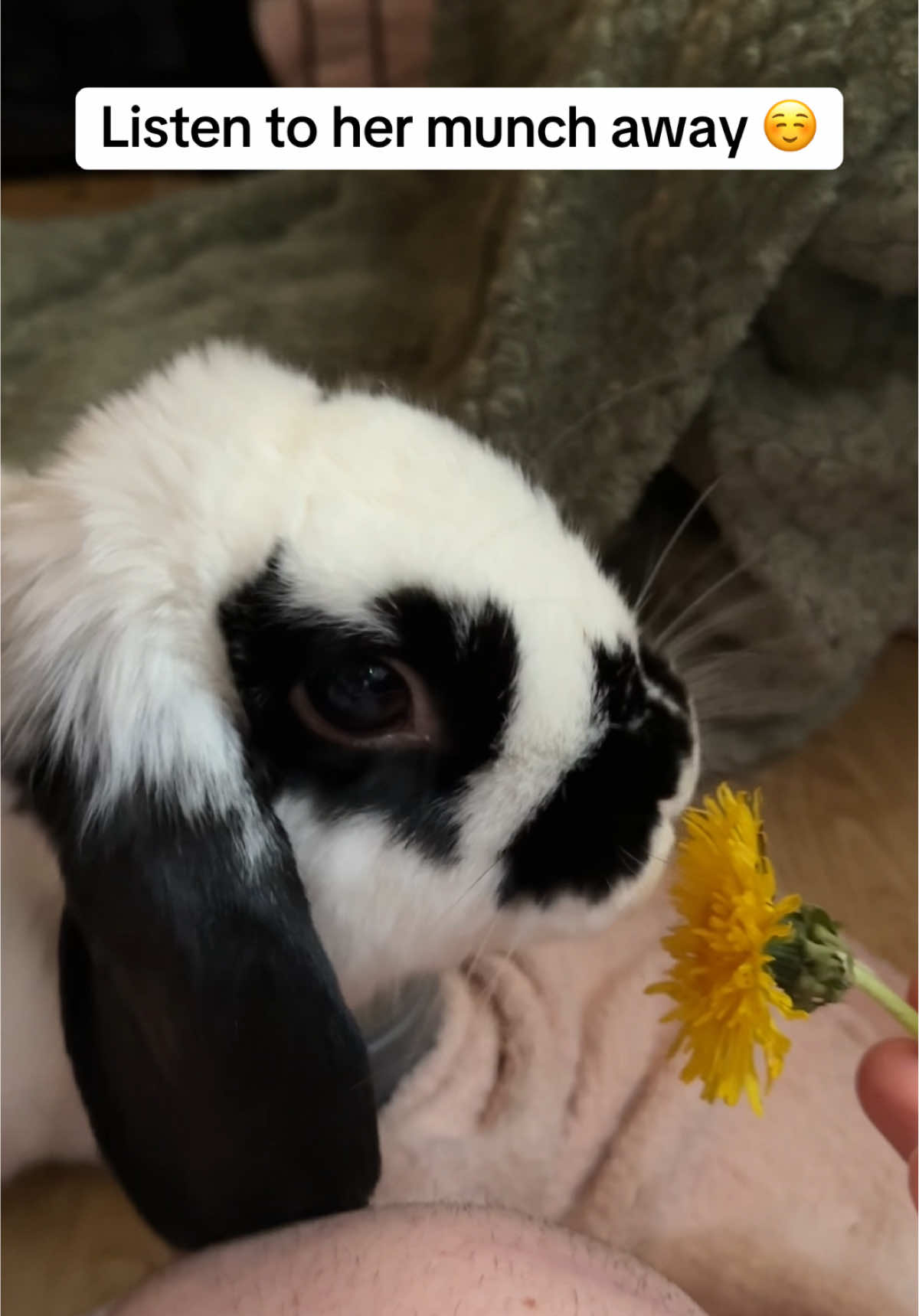 @Bun, two, three, four