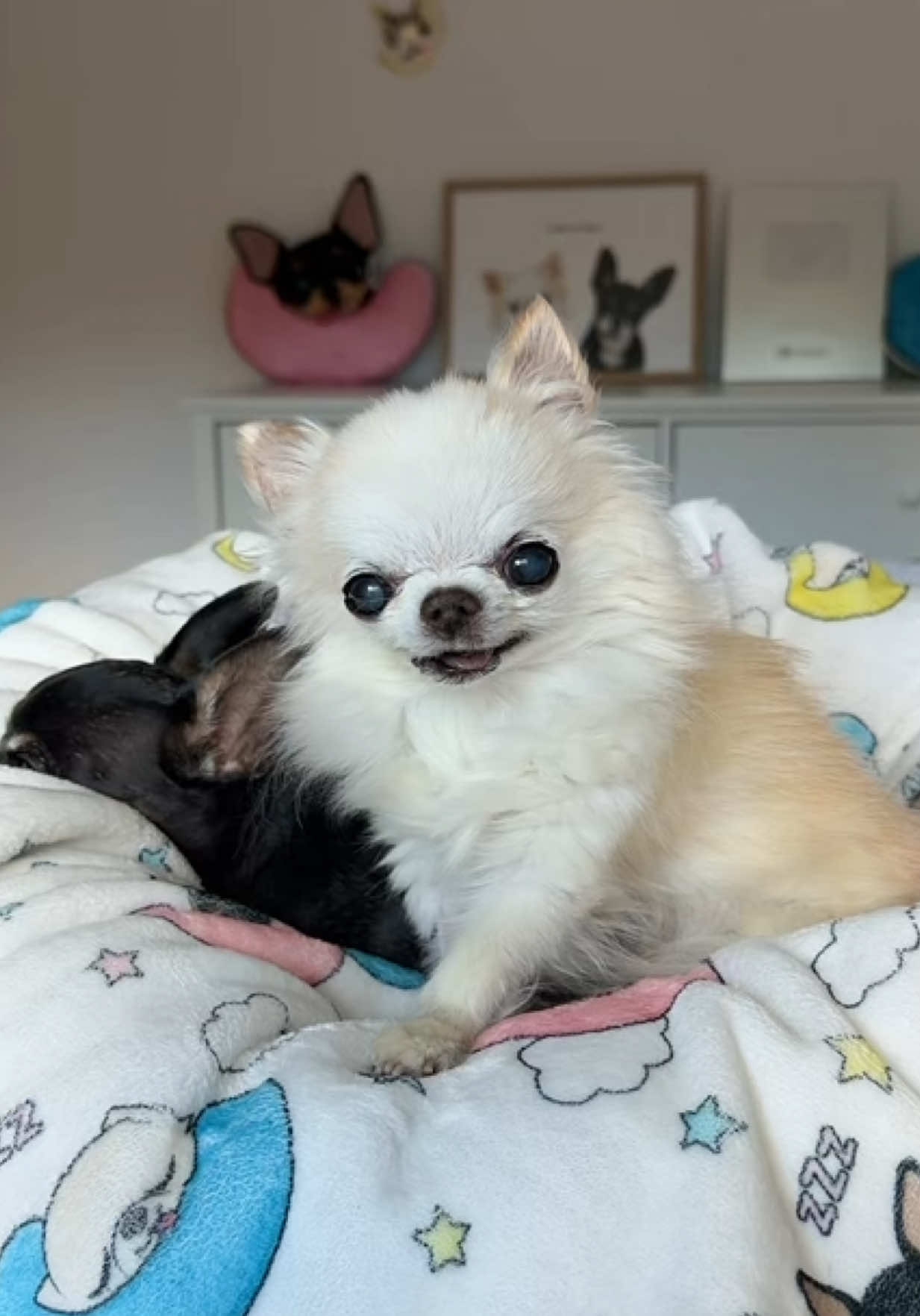 @Tiny Chihuahua Cedric & Maya