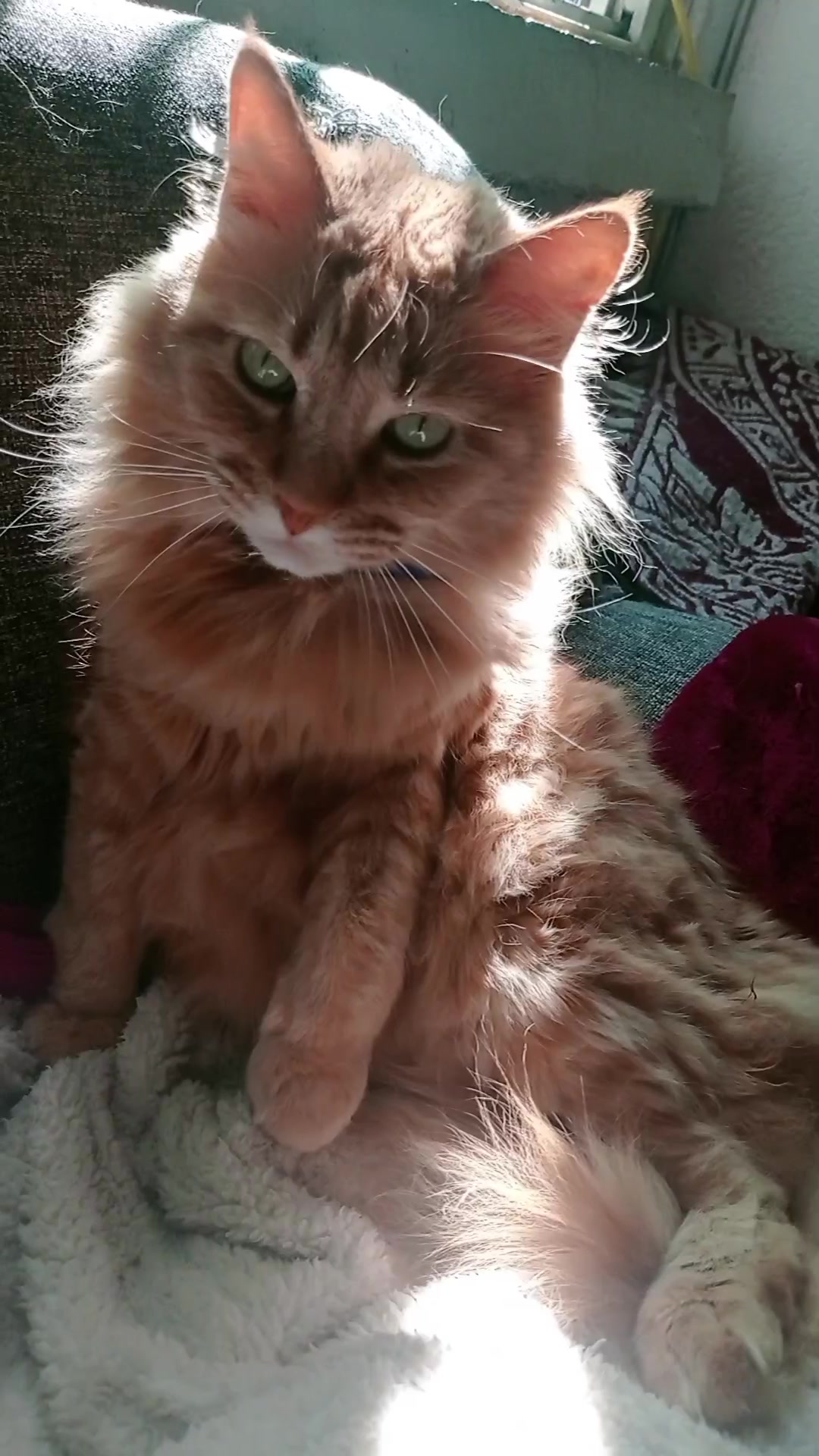 @CutiesCat House