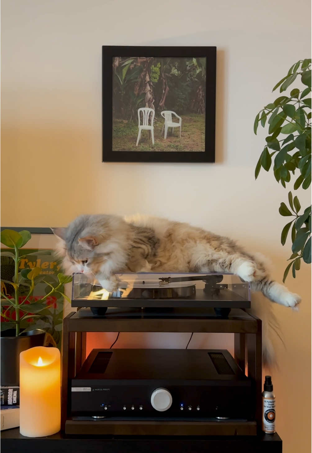 @Leon The Vinyl Cat