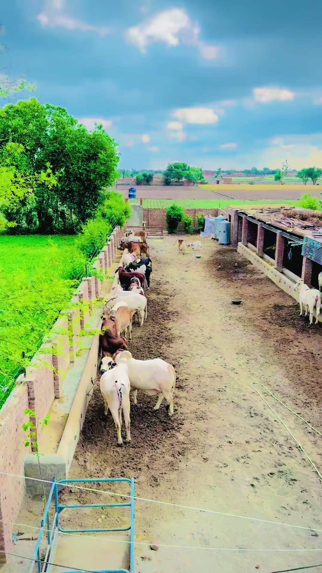 @Unique Cattle Farm