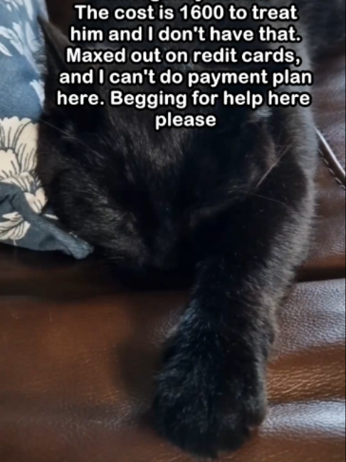 @Saving Paul the brave Cat!