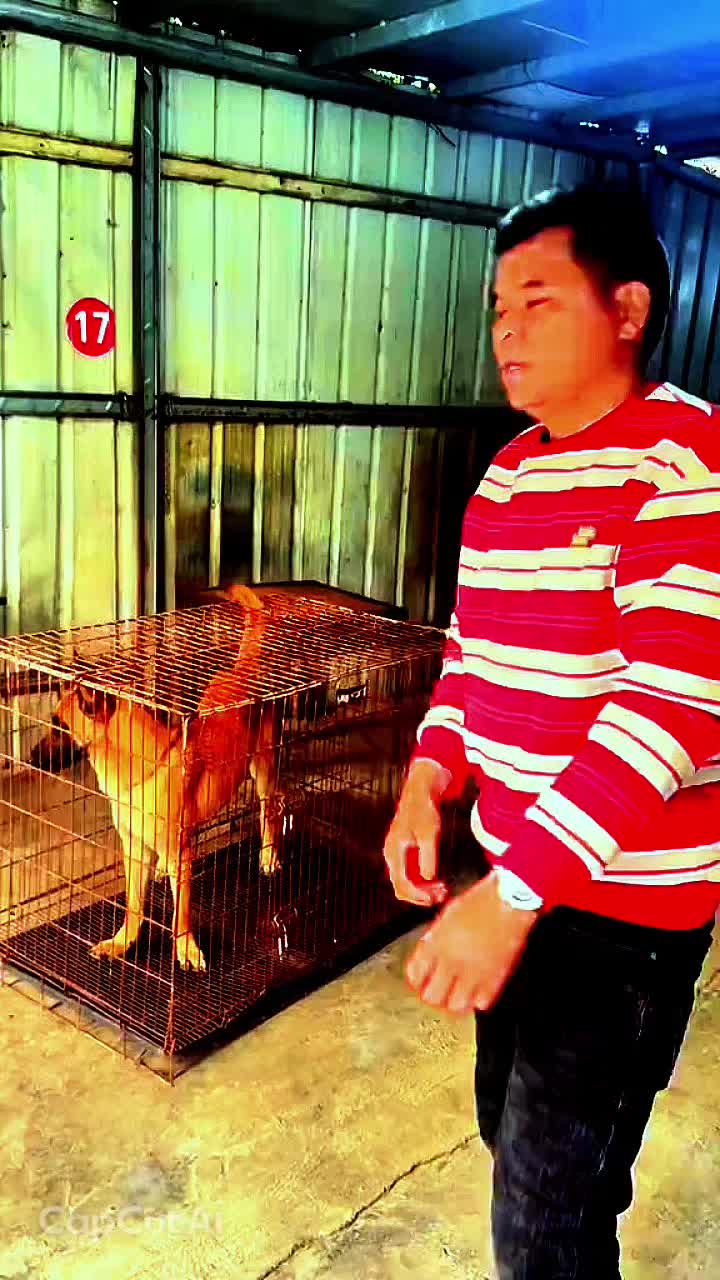 @Dog training ®