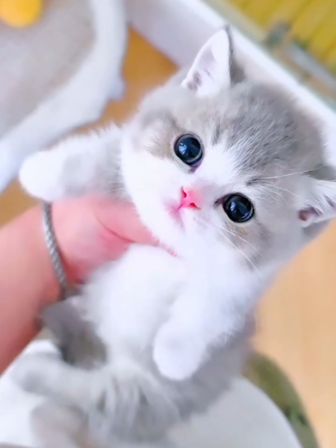 @Chonky World Of Cats