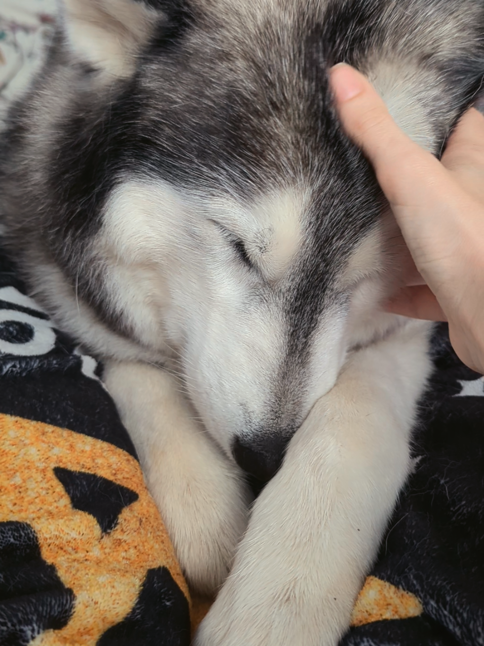 @Freya & Kuma