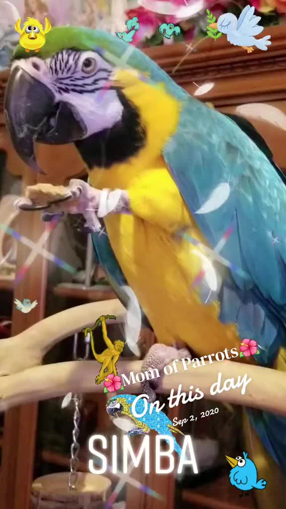 @🦋🇵🇷Mom of Parrots🇵🇷🦋