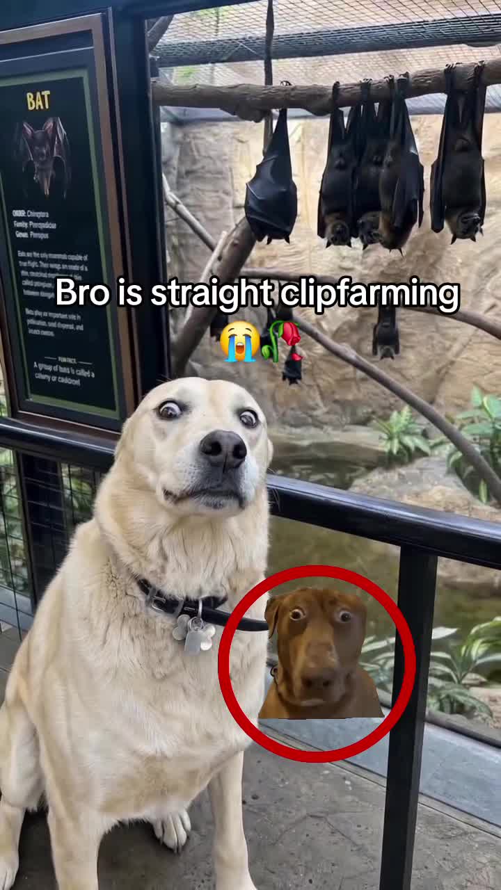 @Promanskills