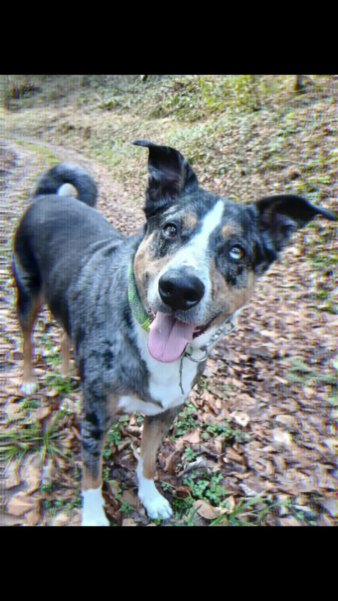 @Buddy the fundog