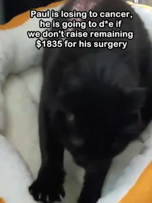 @Saving Paul the brave Cat!