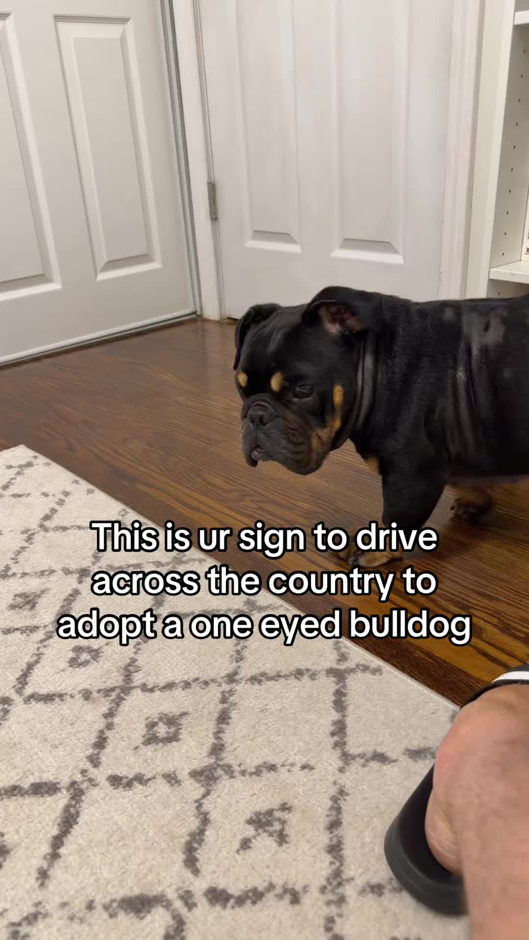 @Poptart & Patches