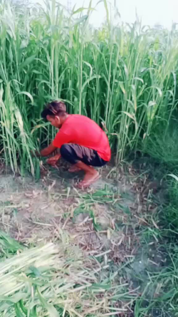 @Singal Gagu
