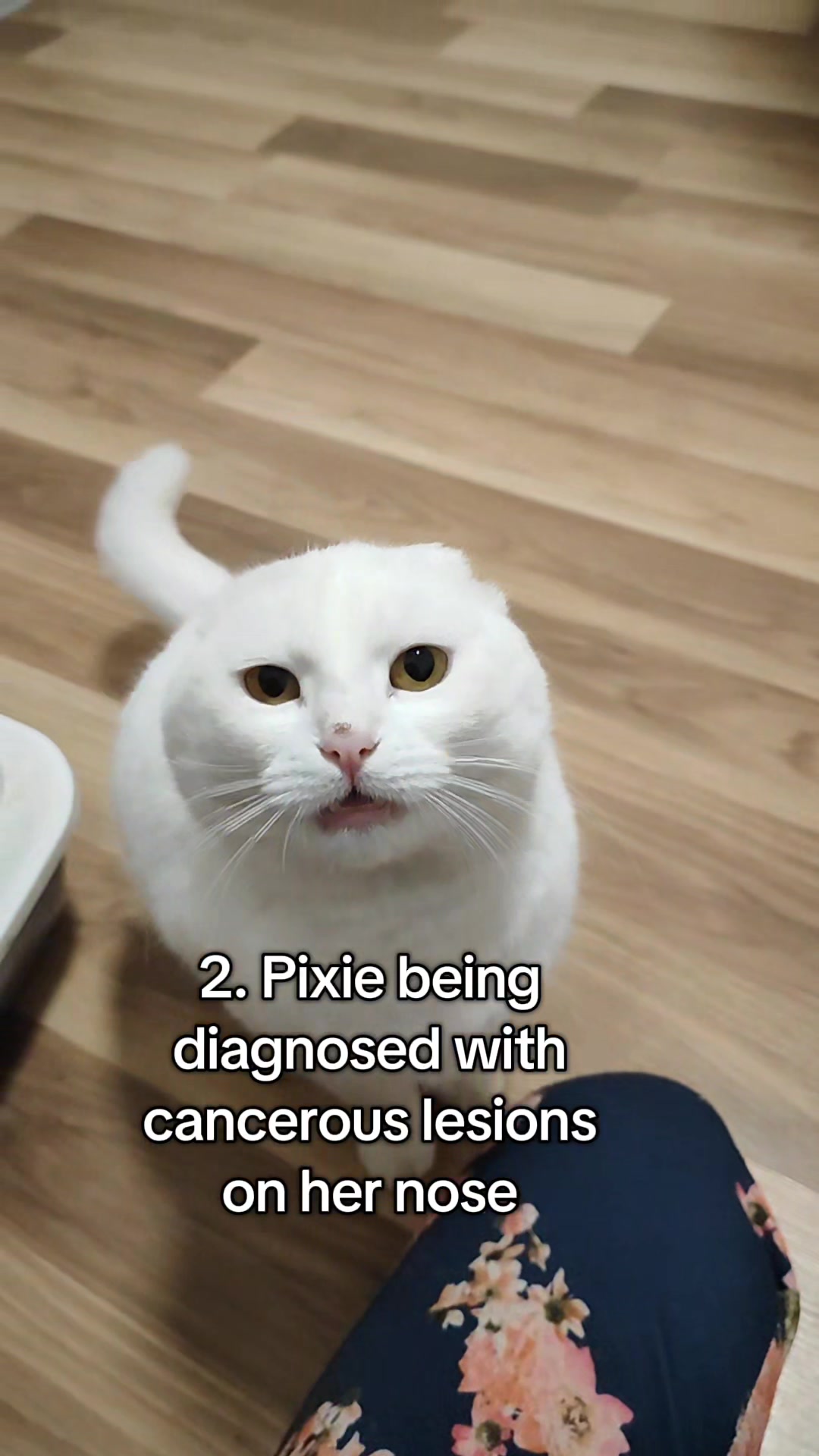 @Fluffy - the persian cat