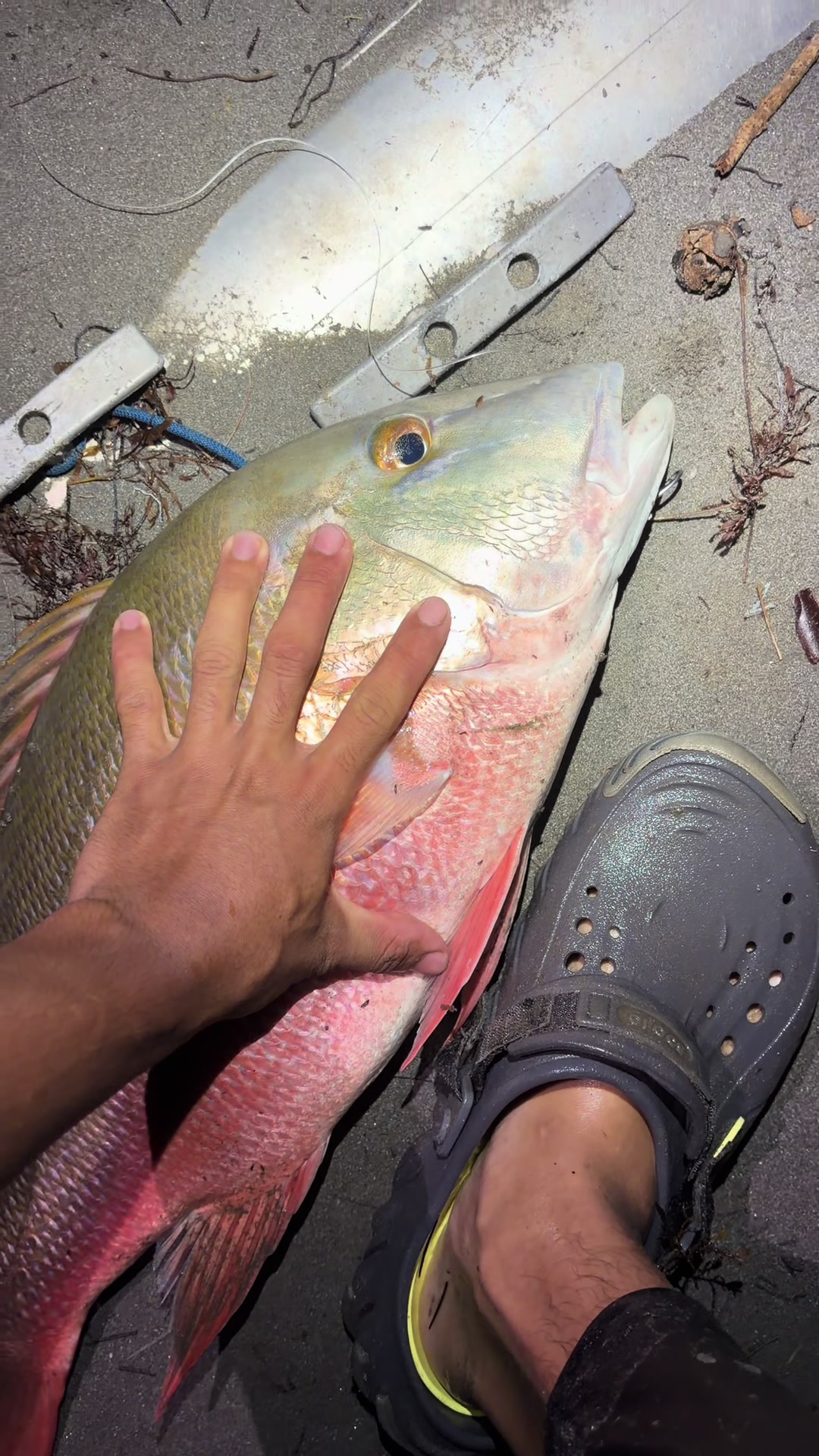@fish_and.crabes
