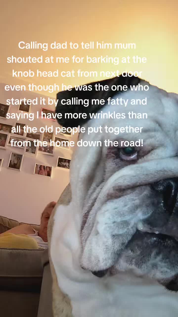 @bulldogCoco