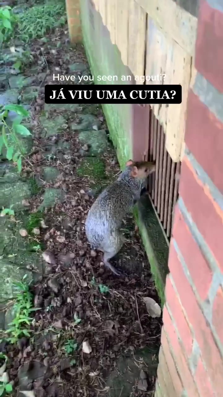 @Damaris