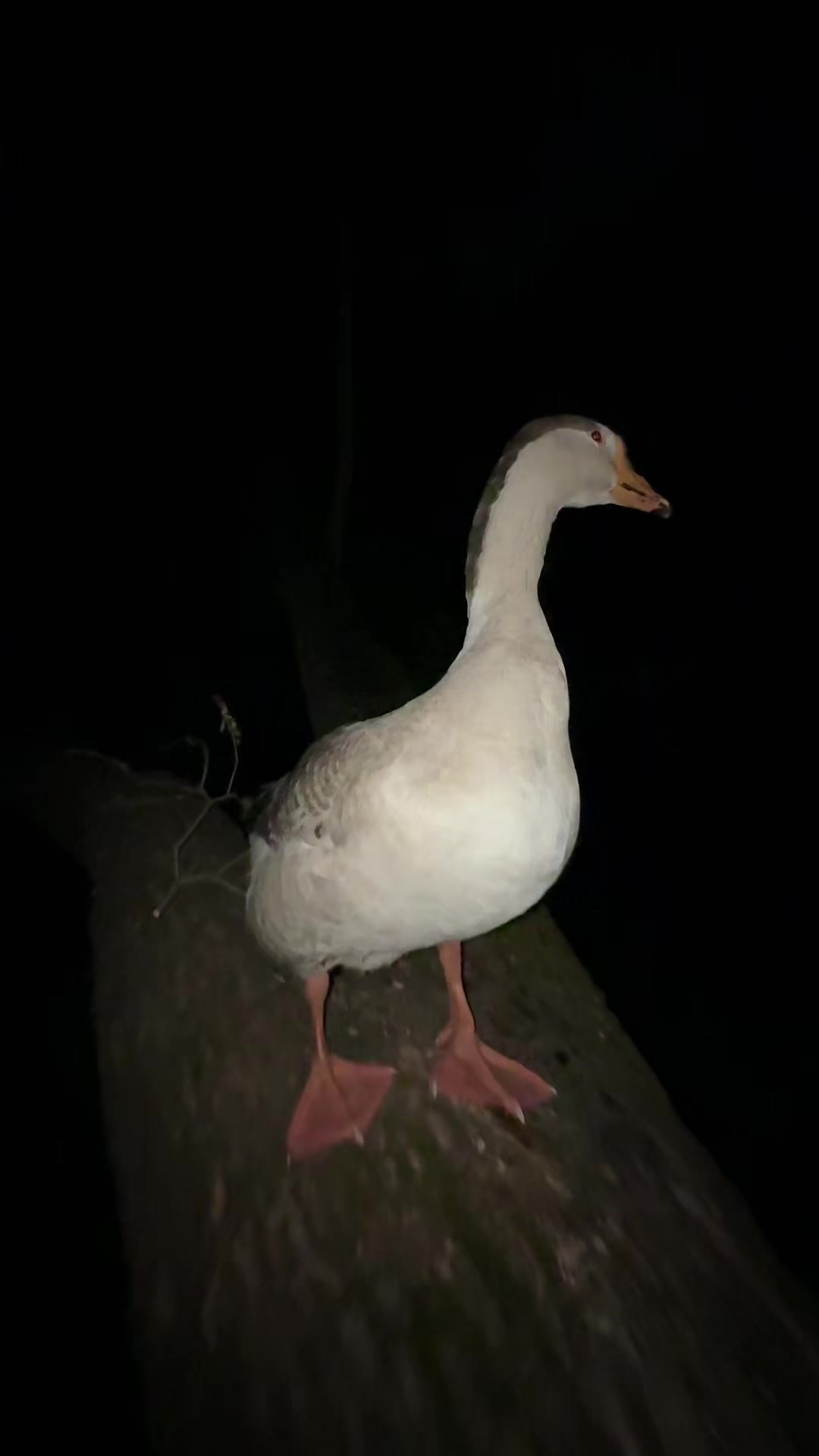 @goose_semyon