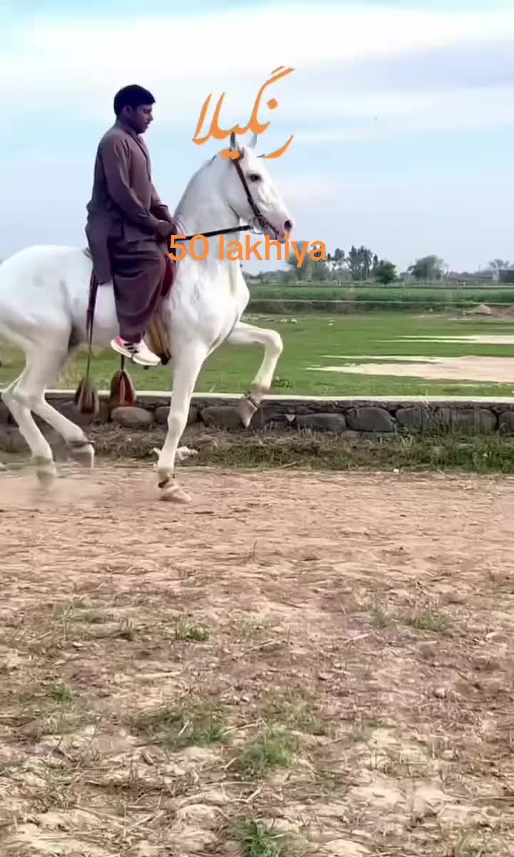 @majid Ƙàțàřîŷå