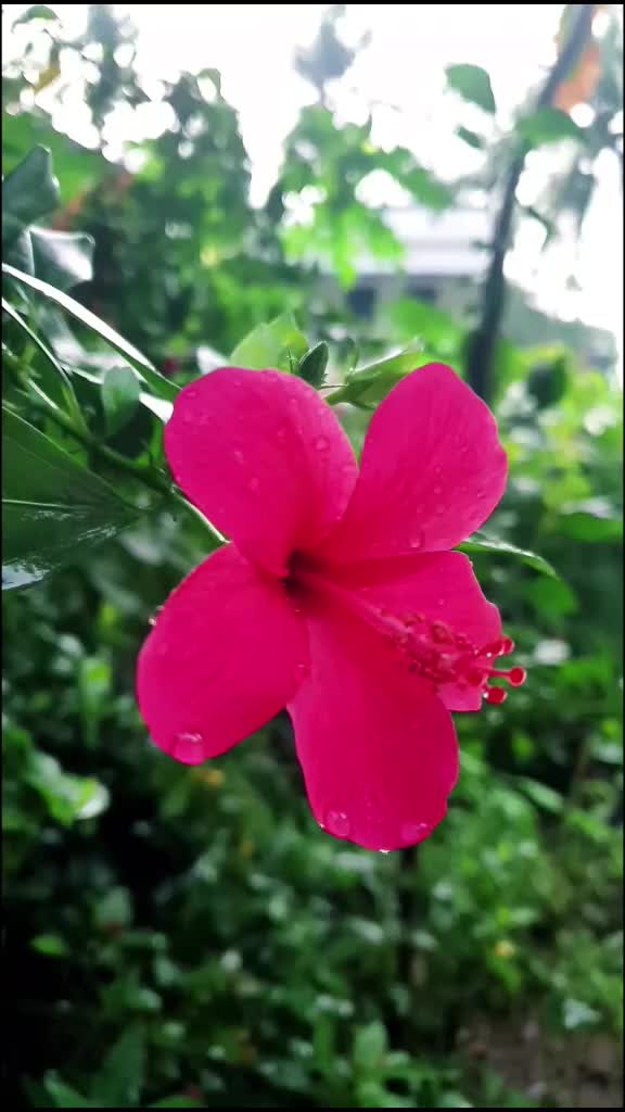 @🌻 HMD_TIR 🌻