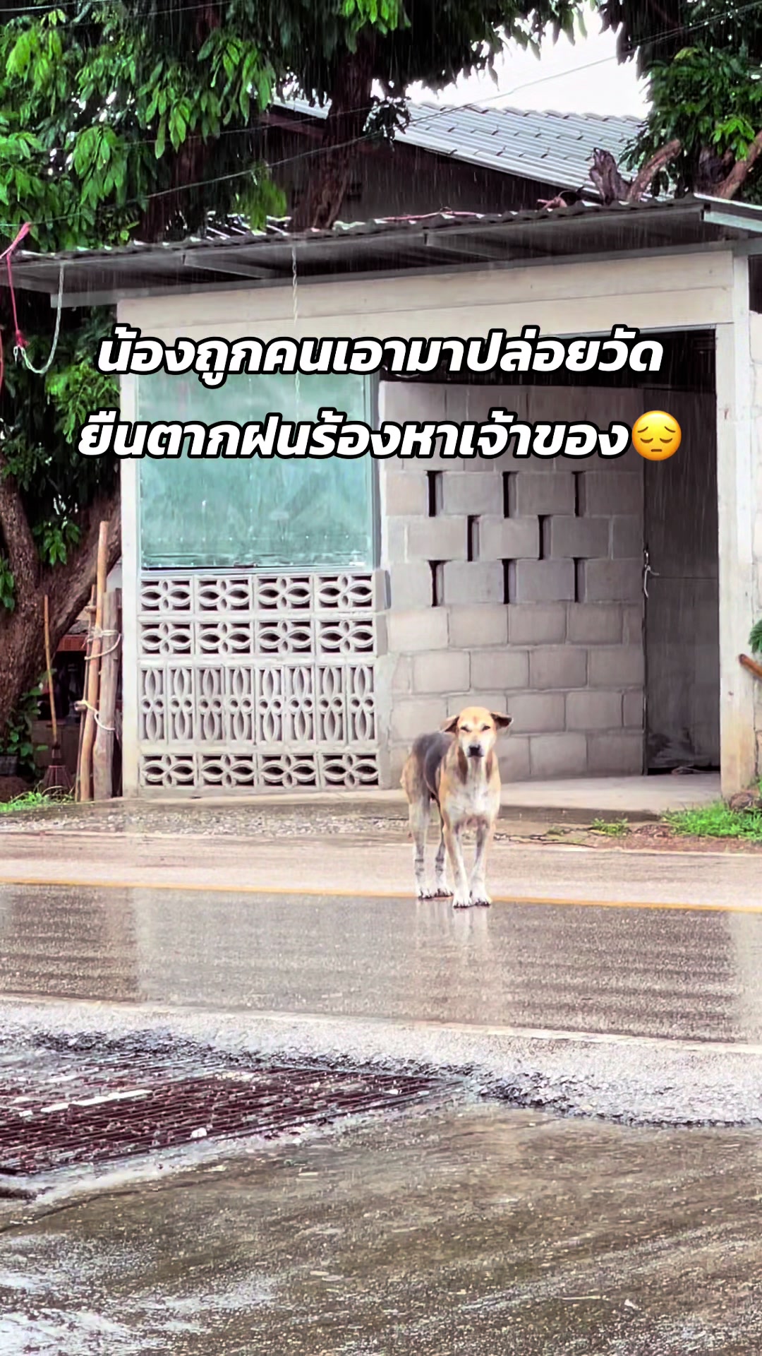 @คุณพีที่หาเงินเลี้ยงนกツ