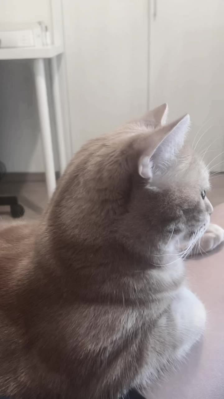 @社会人の猫暮らし🐈あめ