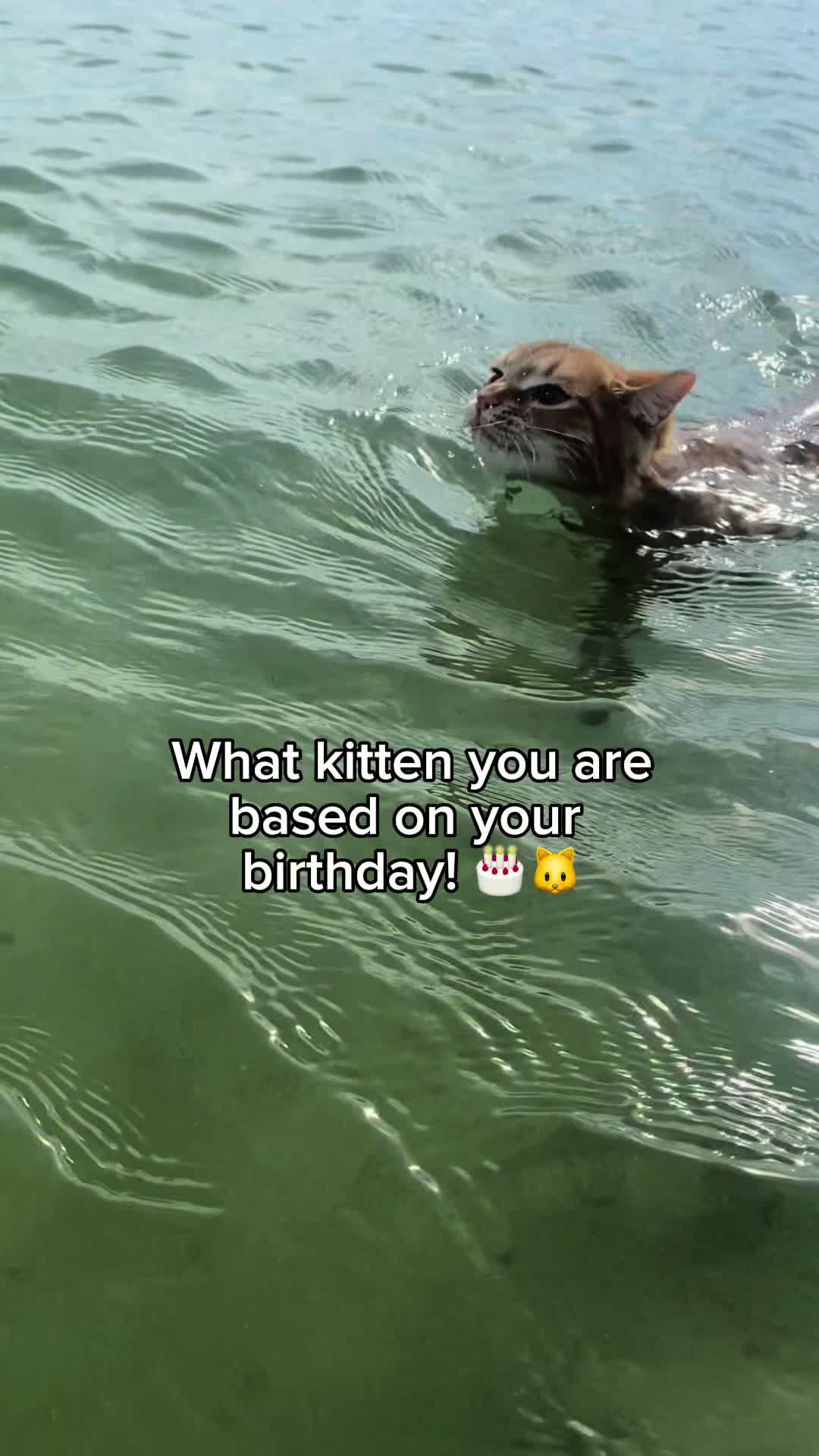 @KittenMitten