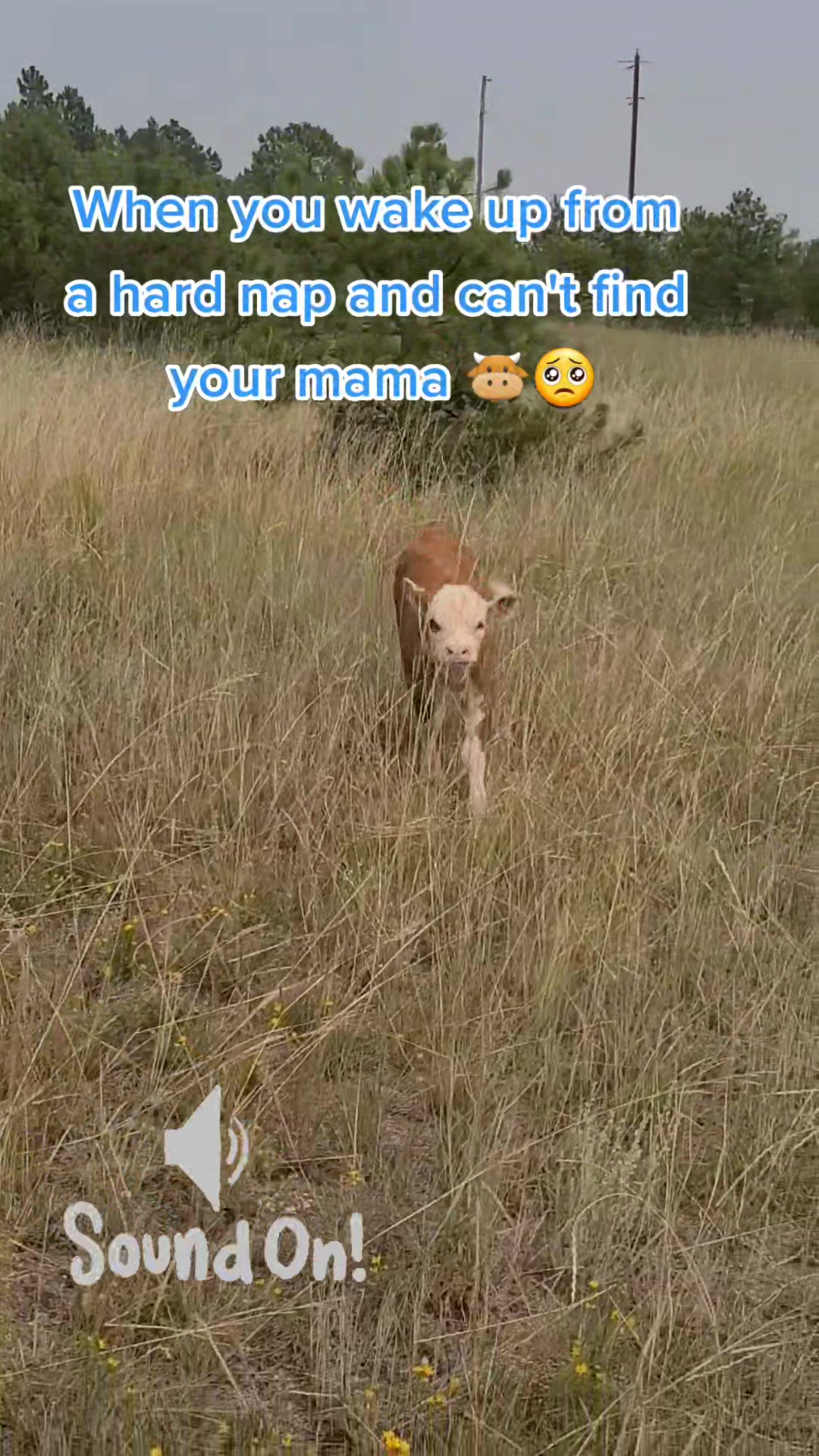 @Gimmeapony