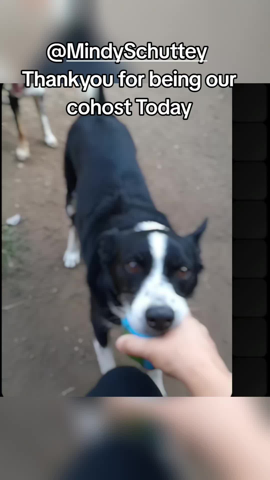 @Bordercollies Anonymous Club