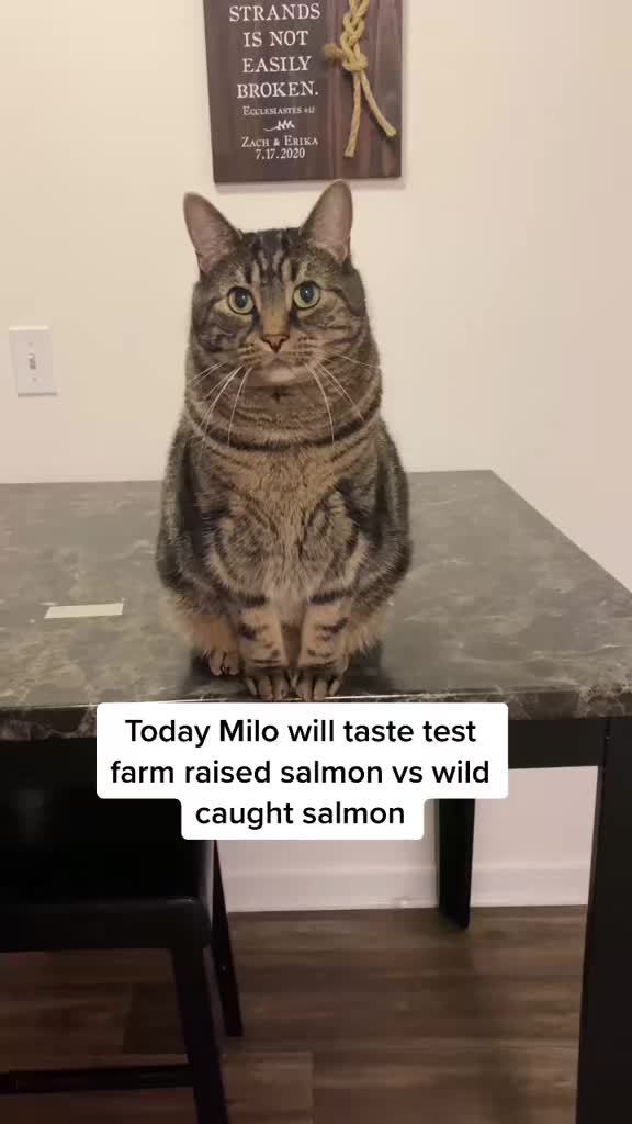 @Milo The Chonk