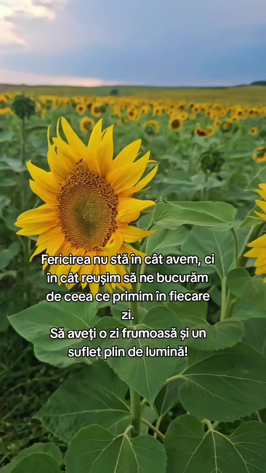 @Nița Foitoș