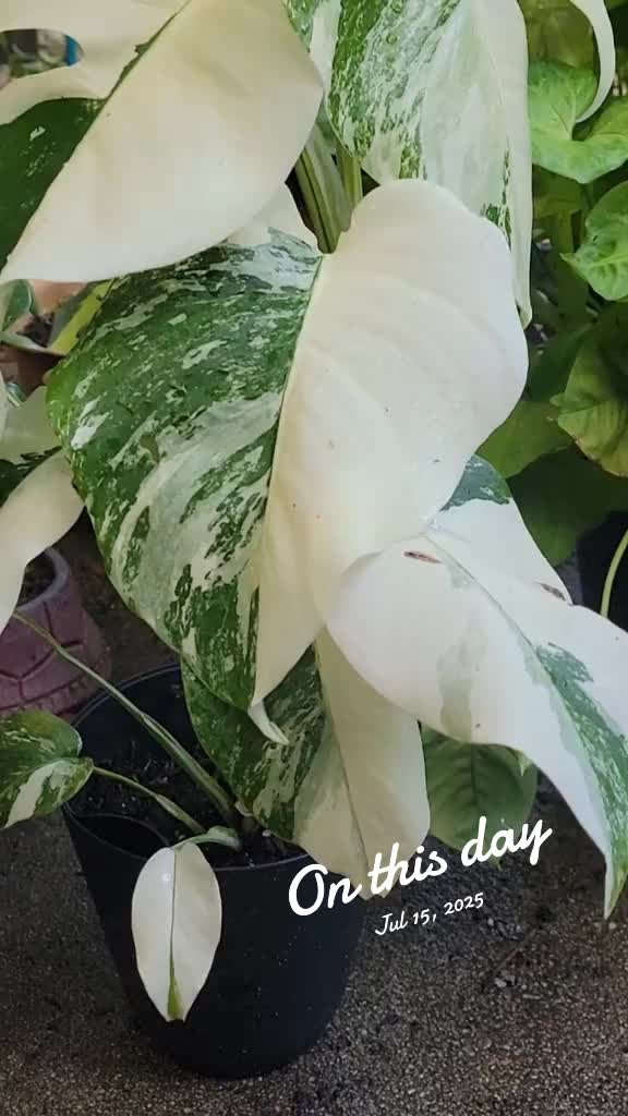 @✨️🌱lisa&bull;lila🌱✨️